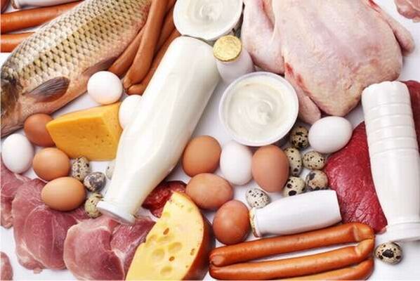 options for protein diet